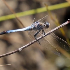 Orthetrum caledonicum (Blue Skimmer) at ANBG - 3 Feb 2020 by RodDeb