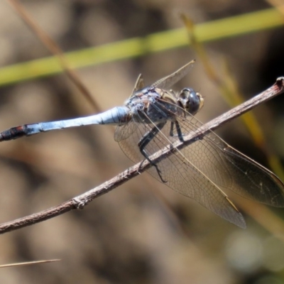 Orthetrum caledonicum (Blue Skimmer) at ANBG - 3 Feb 2020 by RodDeb