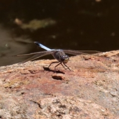 Orthetrum caledonicum at Acton, ACT - 3 Feb 2020