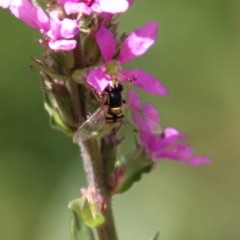 Simosyrphus grandicornis (Common hover fly) at ANBG - 3 Feb 2020 by RodDeb