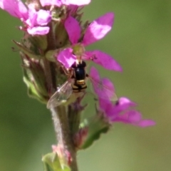 Simosyrphus grandicornis at Acton, ACT - 3 Feb 2020