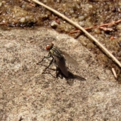 Sarcophagidae sp. (family) at Acton, ACT - 3 Feb 2020 by RodDeb