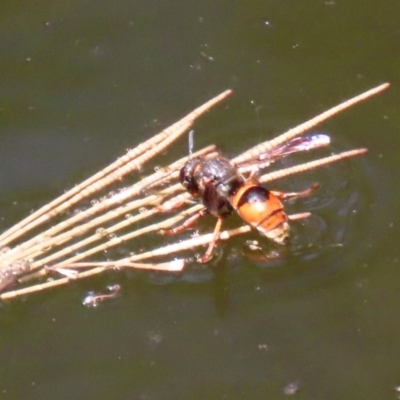 Eumeninae (subfamily) (Unidentified Potter wasp) at Acton, ACT - 3 Feb 2020 by RodDeb