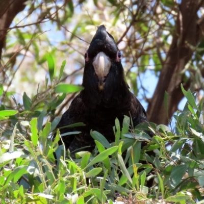 Zanda funerea (Yellow-tailed Black-Cockatoo) at Acton, ACT - 3 Feb 2020 by RodDeb