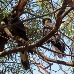 Zanda funerea at Acton, ACT - 3 Feb 2020 12:38 PM