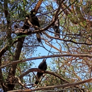 Zanda funerea at Acton, ACT - 3 Feb 2020 12:38 PM