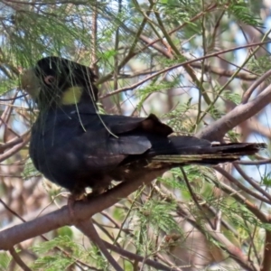 Zanda funerea at Acton, ACT - 3 Feb 2020 12:38 PM