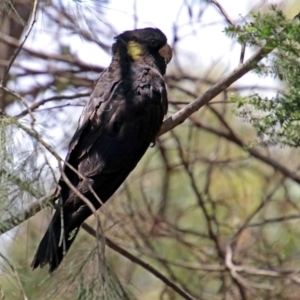 Zanda funerea at Acton, ACT - 3 Feb 2020 12:38 PM