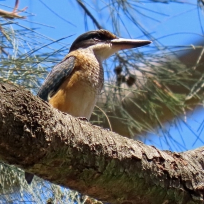 Todiramphus sanctus (Sacred Kingfisher) at ANBG - 3 Feb 2020 by RodDeb