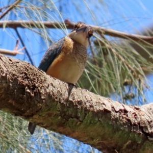 Todiramphus sanctus at Acton, ACT - 3 Feb 2020