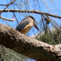 Todiramphus sanctus at Acton, ACT - 3 Feb 2020