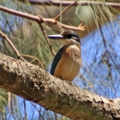 Todiramphus sanctus at Acton, ACT - 3 Feb 2020