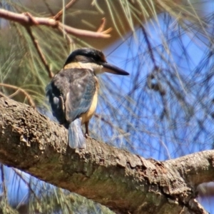 Todiramphus sanctus at Acton, ACT - 3 Feb 2020