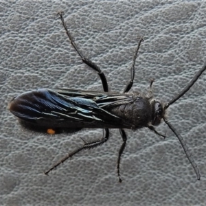 Laeviscolia frontalis at Molonglo Valley, ACT - 5 Feb 2020