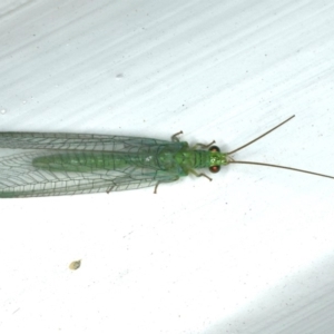 Mallada signatus at Ainslie, ACT - 2 Nov 2019 09:31 PM