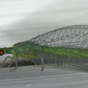 Mallada signatus at Ainslie, ACT - 2 Nov 2019 09:31 PM