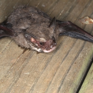 Micronomus norfolkensis at Rosedale, NSW - 15 Nov 2019 09:13 PM