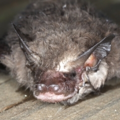 Micronomus norfolkensis at Rosedale, NSW - 15 Nov 2019 09:13 PM