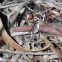 Villa sp. (genus) (Unidentified Villa bee fly) at Black Mountain - 31 Jan 2020 by Harrisi