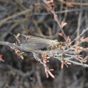 Myrmeleontidae (family) at Bruce, ACT - 31 Jan 2020