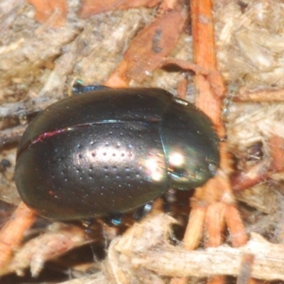 Chrysolina quadrigemina (Greater St Johns Wort beetle) at Black Mountain - 31 Jan 2020 by Harrisi