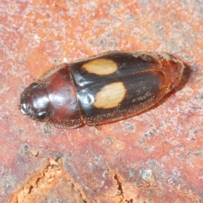 Sphallomorpha ruficollis (A ground beetle) at Black Mountain - 1 Feb 2020 by Harrisi