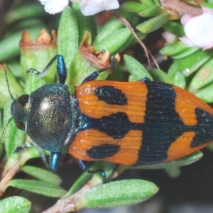 Castiarina delectabilis at Kosciuszko National Park, NSW - 3 Feb 2020 08:11 PM