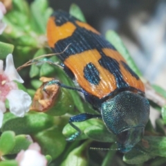 Castiarina delectabilis at Kosciuszko National Park, NSW - 3 Feb 2020 08:11 PM