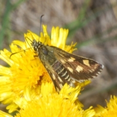 Hesperilla munionga (Alpine Sedge-Skipper) at Kosciuszko National Park - 3 Feb 2020 by Harrisi