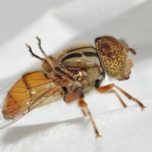 Eristalinus punctulatus at Evatt, ACT - 1 Jan 2017