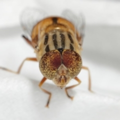 Eristalinus punctulatus at Evatt, ACT - 1 Jan 2017