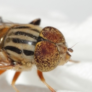 Eristalinus punctulatus at Evatt, ACT - 1 Jan 2017