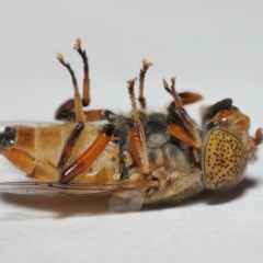 Eristalinus punctulatus at Evatt, ACT - 1 Jan 2017