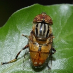 Eristalinus punctulatus at Evatt, ACT - 1 Jan 2017