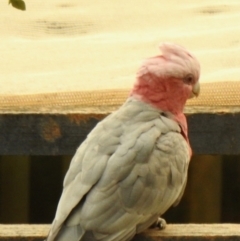 Eolophus roseicapilla (Galah) at Aranda, ACT - 30 Jan 2020 by KMcCue