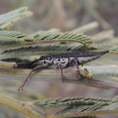 Rhinotia sp. (genus) (Unidentified Rhinotia weevil) at Tennent, ACT - 15 Dec 2019 by MichaelBedingfield