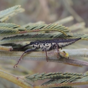 Rhinotia sp. (genus) at Tennent, ACT - 15 Dec 2019