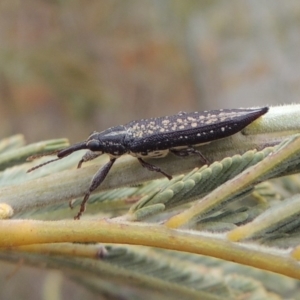 Rhinotia sp. (genus) at Tennent, ACT - 15 Dec 2019