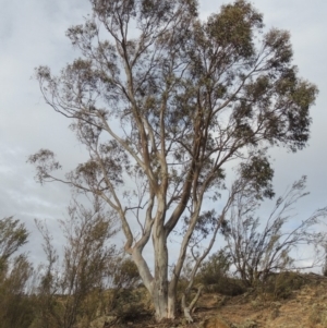 Eucalyptus rossii at Gigerline Nature Reserve - 15 Dec 2019 07:46 PM