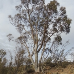 Eucalyptus rossii (Inland Scribbly Gum) at Tennent, ACT - 15 Dec 2019 by michaelb
