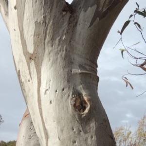 Eucalyptus rossii at Tennent, ACT - 15 Dec 2019
