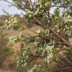 Kunzea ericoides (Burgan) at Gigerline Nature Reserve - 15 Dec 2019 by michaelb