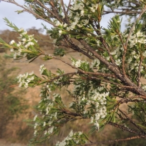 Kunzea ericoides at Tennent, ACT - 15 Dec 2019