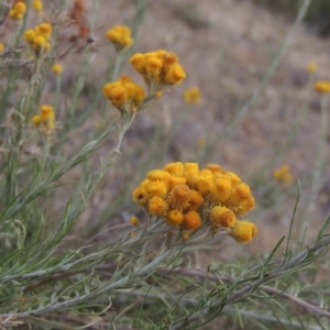 Chrysocephalum semipapposum at Tennent, ACT - 15 Dec 2019