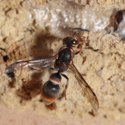 Euodynerus sp. (genus) (Mason Wasp) at Evatt, ACT - 17 Jan 2017 by TimL