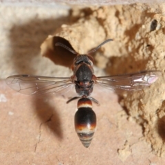 Euodynerus sp. (genus) at Evatt, ACT - 17 Jan 2017