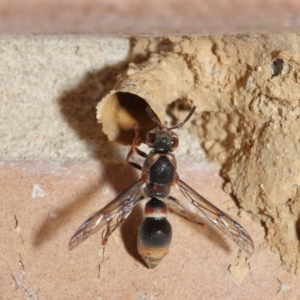 Euodynerus sp. (genus) at Evatt, ACT - 17 Jan 2017