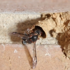 Euodynerus sp. (genus) at Evatt, ACT - 17 Jan 2017