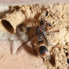 Euodynerus sp. (genus) at Evatt, ACT - 17 Jan 2017