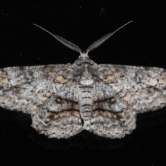 Cleora displicata (A Cleora Bark Moth (Boarmiini) at Ainslie, ACT - 5 Feb 2020 by jb2602